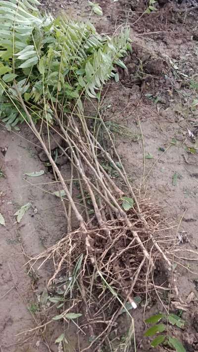 出售臭椿苗，巨峰葡萄苗。药用连翘苗，科研五号优质种苗，2/5年苗，药用连翘树，挂果树，全国包邮到家！财富密码18534302961