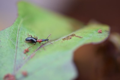 甘薯小象甲的危害与识别