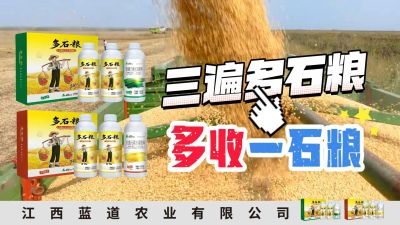 冬季种植，油菜，小麦，草莓等作物的，出现了除草剂药害，黄叶，僵苗，苗不长等问题，马上用多石粮，确保5天见到效果。