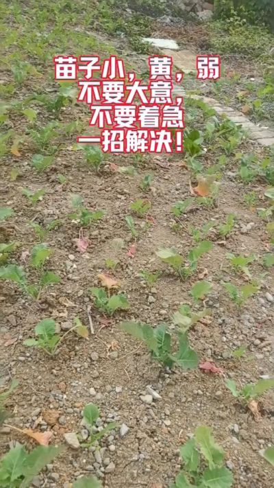 油菜苗子弱苗子小，就用多石粮，5天见效果。