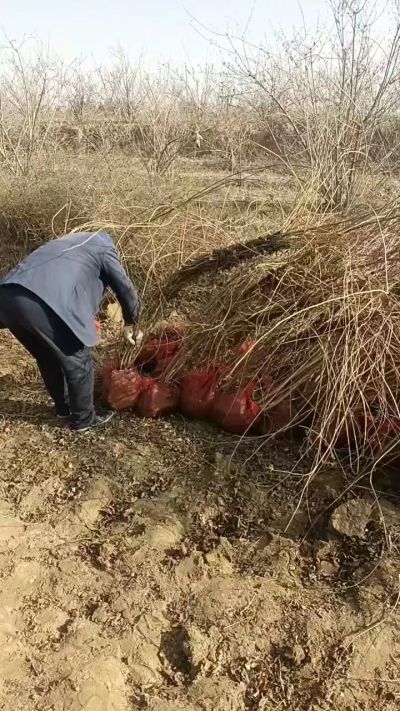 出售药用连翘苗，科研五号优质种苗，2/5年苗，药用连翘树，挂果树，全国包邮到家！财富密码18534302961出售药用连翘苗，科研五号优质种苗，2/5年苗，药用连翘树，挂果树，全国包邮到家！财富密码1