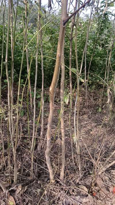 出售臭椿苗，巨峰葡萄苗。药用连翘苗，科研五号优质种苗，2/5年苗，药用连翘树，挂果树，全国包邮到家！财富密码18534302961