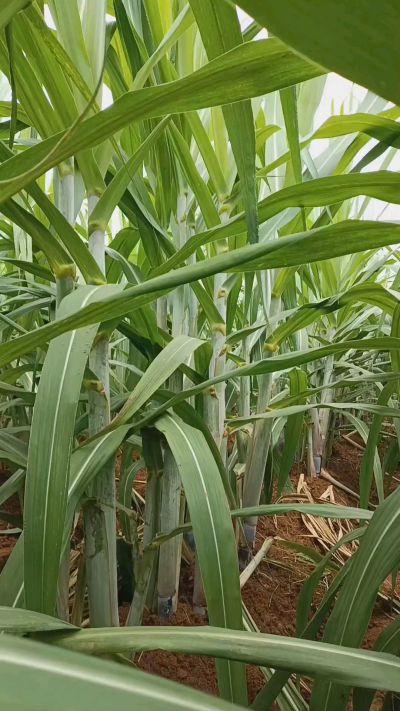 广西黑皮果蔗，从苗期到生长期全过程，高度，叶子长式