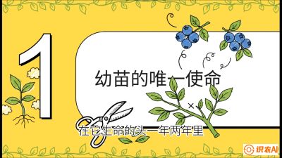 第6节：修剪决定产量（上）&mdash;&mdash;幼苗期与生长期修剪， 课程：《蓝莓&ldquo;高产&rdquo;实战课：从选苗到丰收的10个关键点》