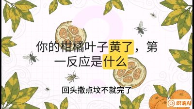 第一节：保命生死线&mdash;&mdash;黄龙病与木虱，课程：《柑橘十大病虫害：从入门到精通》