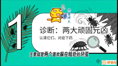 第06节：顽固虫害防治&mdash;&mdash;&ldquo;钻心虫与红蜘蛛，打准时间才服输&rdquo;《槟榔种植：从不懂到精通的10堂必修课》