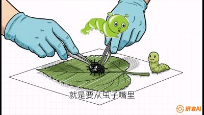 第07节：虫口夺叶（下）&mdash;&mdash;不得不打药时的&ldquo;解毒术&rdquo;，课程：《桑海淘金：桑树高产与蚕桑安全进阶实战课》