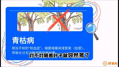 第08节：看不见的杀手&mdash;&mdash;青枯病与萎缩病，课程：《桑海淘金：桑树高产与蚕桑安全进阶实战课》