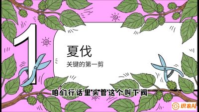 第11节：叶果双收&mdash;&mdash;特殊的夏伐与冬伐，课程：《桑海淘金：桑树高产与蚕桑安全进阶实战课》