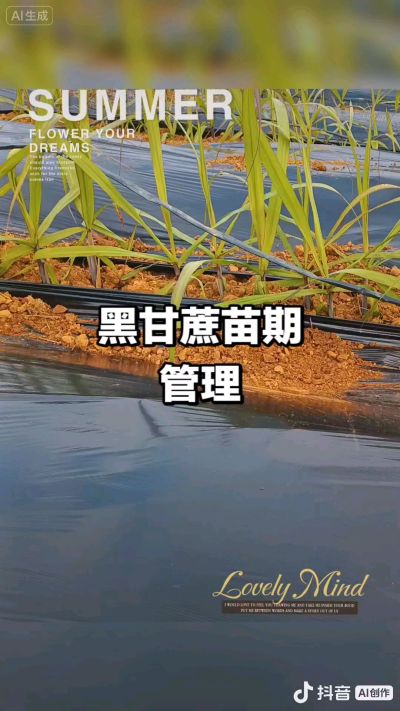 2025年11月份种下去的黑甘蔗苗