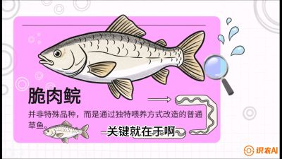 第六节：【老品升级&middot;脆肉鲩】如何让草鱼身价翻倍？，课程：《黄金鳞甲：2025中国淡水鱼高效养殖实战营》
