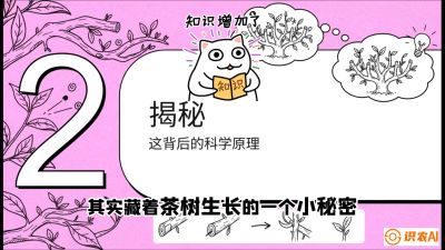 第04节（修剪篇）：树势复活术：从&ldquo;越剪越弱&rdquo;到&ldquo;枝繁叶茂&rdquo;的能量管理与夏秋茶逆袭，课程：《茶金时代：从&ldquo;看天吃饭&rdquo;到&ldquo;精准控局&rdquo;的茶叶高产提质实战课》