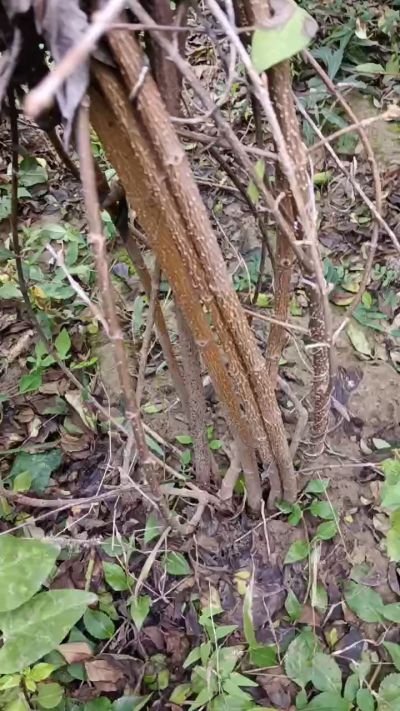 出售药用连翘苗，科研五号优质种苗，2/5年苗，药用连翘树，挂果树，全国包邮到家！财富密码18534302961出售药用连翘苗，科研五号优质种苗，2/5年苗，药用连翘树，挂果树，全国包邮到家！财富密码1