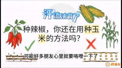 第1节：【品种定江山】工业辣椒vs小米辣：底肥公式与密度陷阱的&ldquo;百万生意经&rdquo;，课程：《辣椒种植实战特训营，从工业辣椒到精品小米辣，教你如何把&ldquo;草&rdquo;种成&ldquo;金&rdquo;》