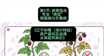 第五节： 病害阻击&mdash;&mdash;专治&ldquo;绝症&rdquo;根腐病与灰霉病，课程：《辽宁树莓（海尔特兹）高产避坑实战课：从保苗到高价》
