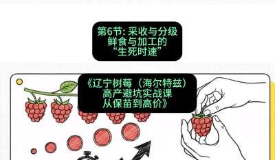第六节： 采收与分级&mdash;&mdash;鲜食与加工的&ldquo;生死时速&rdquo;，课程：《辽宁树莓（海尔特兹）高产避坑实战课：从保苗到高价》