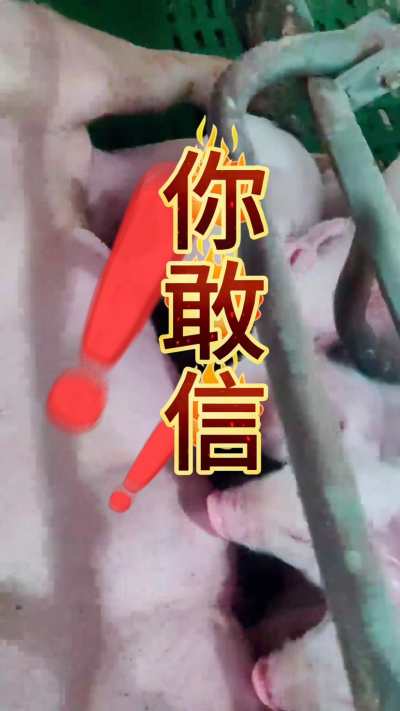 小猪抢不到奶，干瘦不长肉？成活率总上不去？😭
自从用上南商农科这款仔猪补奶机，再也没这烦恼！
✅ 一键设置下料参数，新手也能上手
✅ 恒温补奶，小猪抢着喝，长势超均匀
从车间精工组装到猪场落地使用，每