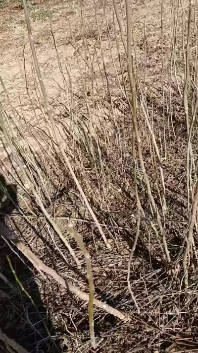 出售臭椿苗，巨峰葡萄苗。药用连翘苗，科研五号优质种苗，2/5年苗，药用连翘树，挂果树，全国包邮到家！财富密码18534302961