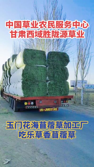 中国苜蓿草原产地批发苜蓿草 甘肃玉门胜陇源草业。18293765000