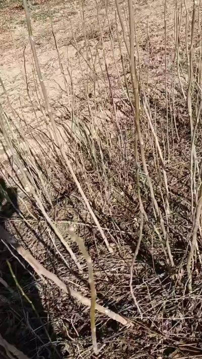 出售臭椿苗，巨峰葡萄苗。药用连翘苗，科研五号优质种苗，2/5年苗，药用连翘树，挂果树，全国包邮到家！财富密码18534302961