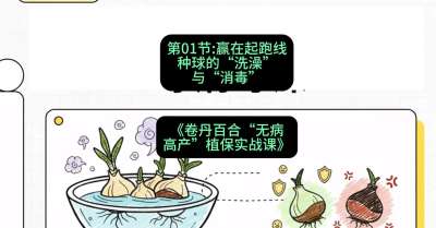 第01节：赢在起跑线&mdash;&mdash;种球的&ldquo;洗澡&rdquo;与&ldquo;消毒&rdquo;，课程：《卷丹百合&ldquo;无病高产&rdquo;植保实战课》#识农AI