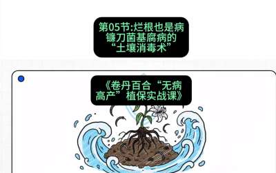 第05节：烂根也是病&mdash;&mdash;镰刀菌基腐病的&ldquo;土壤消毒术&rdquo; ，课程：《卷丹百合&ldquo;无病高产&rdquo;植保实战课》#识农AI