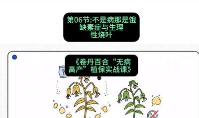 第06节：不是病那是饿&mdash;&mdash;缺素症与生理性烧叶 ，课程：《卷丹百合&ldquo;无病高产&rdquo;植保实战课》#识农AI