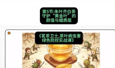第05节：朱叶齐白茶&mdash;&mdash;守护&ldquo;黄金叶&rdquo;的颜值与蜡质层（重点），课程：《茗茶卫士&mdash;&mdash;茶叶病虫害绿色防控实战课》#识农AI