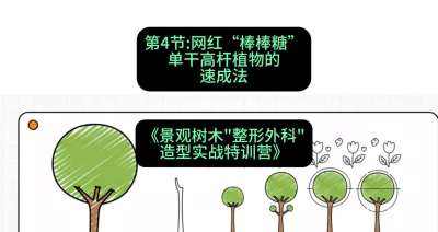 第04节：网红&ldquo;棒棒糖&rdquo;&mdash;&mdash;单干高杆植物的速成法，课程：《景观树木&ldquo;整形外科&rdquo;造型实战特训营》#识农AI