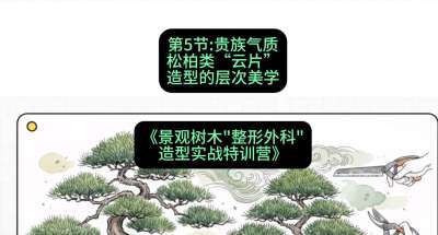 第05节：贵族气质&mdash;&mdash;松柏类&ldquo;云片&rdquo;造型的层次美学，课程：《景观树木&ldquo;整形外科&rdquo;造型实战特训营》#识农AI