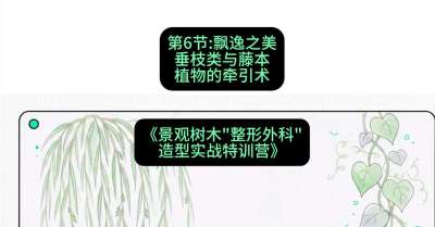 第06节：飘逸之美&mdash;&mdash;垂枝类与藤本植物的牵引术，课程：《景观树木&ldquo;整形外科&rdquo;造型实战特训营》#识农AI